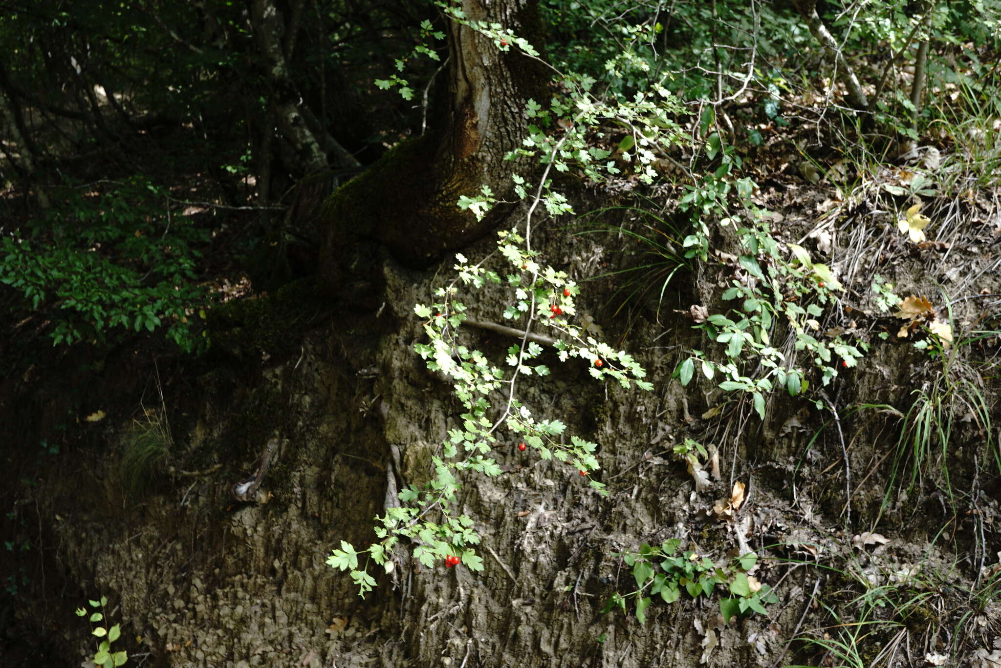 Image of Crataegus microphylla C. Koch