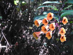 Image of Bomarea acutifolia (Link & Otto) Herb.