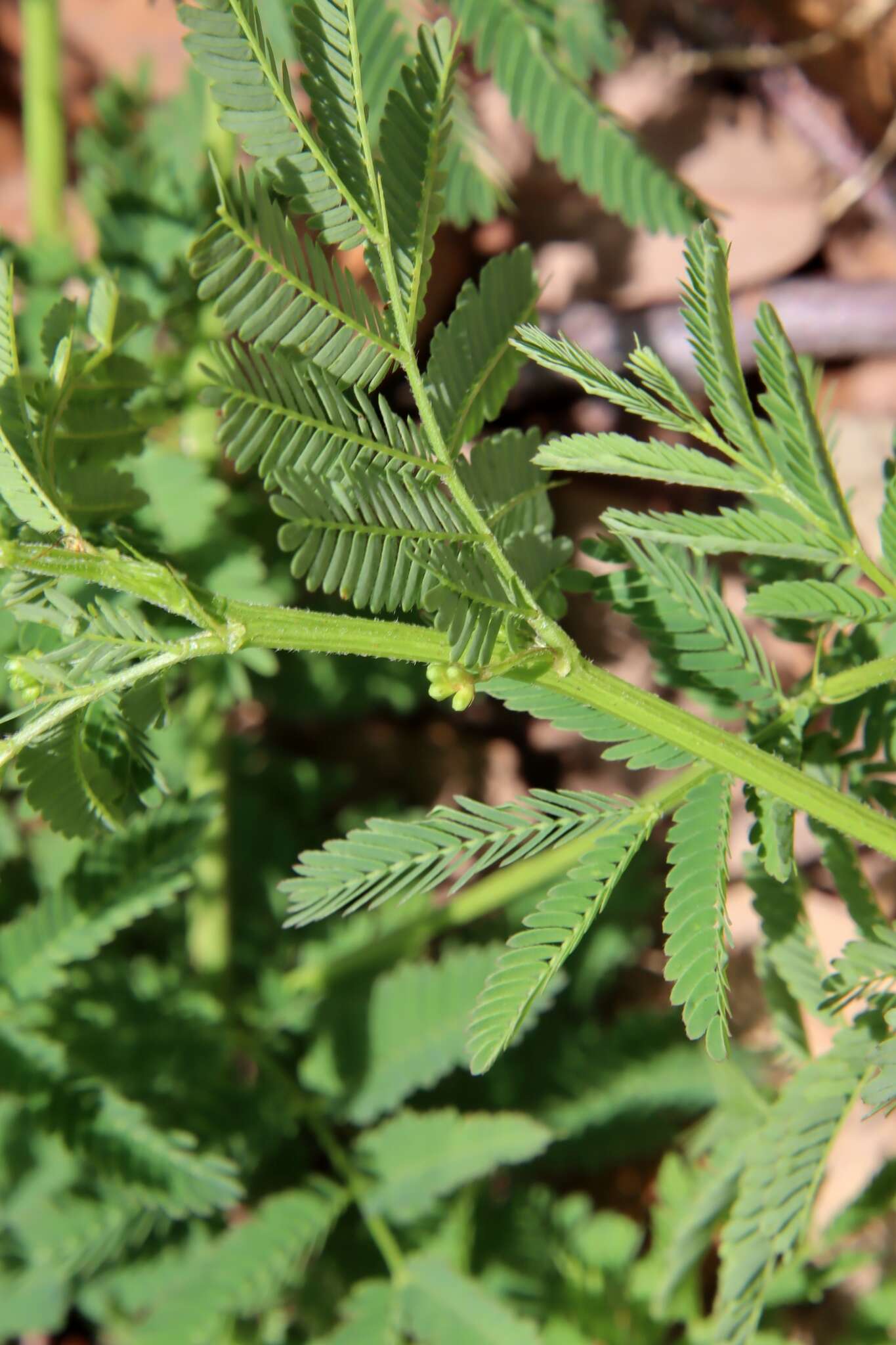 Desmanthus velutinus Scheele resmi