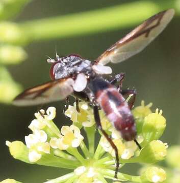 Image de Cylindromyia nana (Townsend 1915)