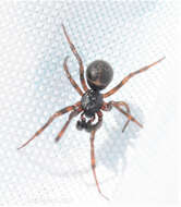 Image of Steatoda borealis (Hentz 1850)