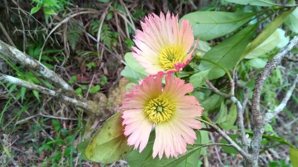 Image of Sloanea rhodantha (Bak.) Capuron