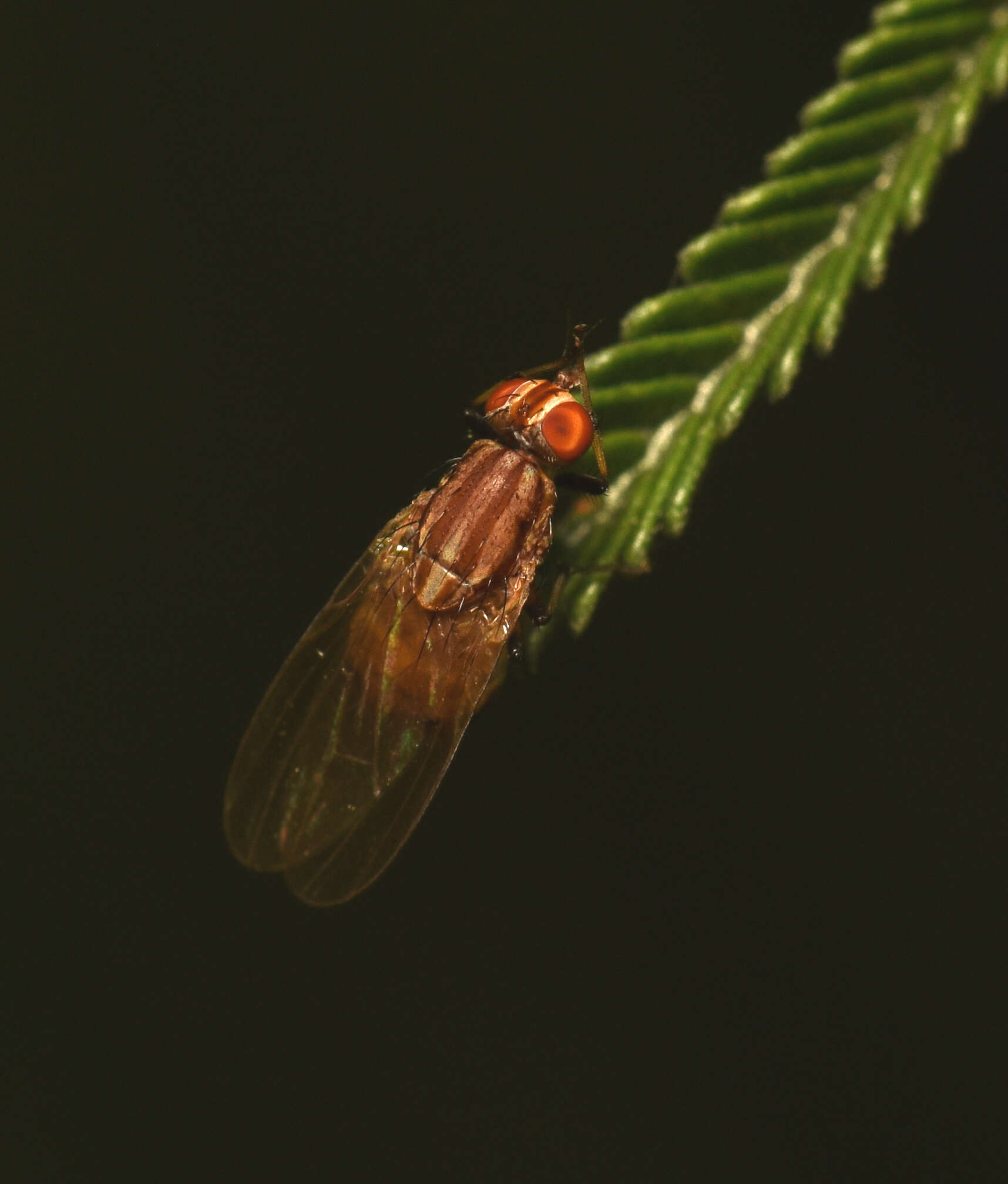 Image of Sapromyza brunneovittata Malloch 1926