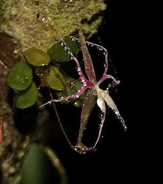 Image of Lepanthes calimae P. Ortiz