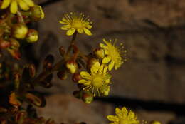 Image of Aeonium sedifolium (Webb ex Bolle) J. Pitard & L. Proust