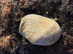 Image of Soft-shelled clam