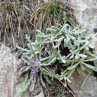 Image of Hoary Salvia