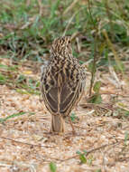 Image of Jerdon's Bush Lark