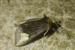 Image of scarce burnished brass