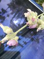 Image of San Clemente Island bushmallow