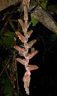 Image of Heliconia vellerigera Poepp.