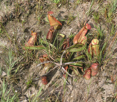 Image of Nepenthes smilesii Hemsl.