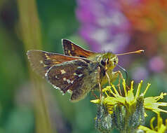 Image of Hesperia comma manitoba Scudder 1874