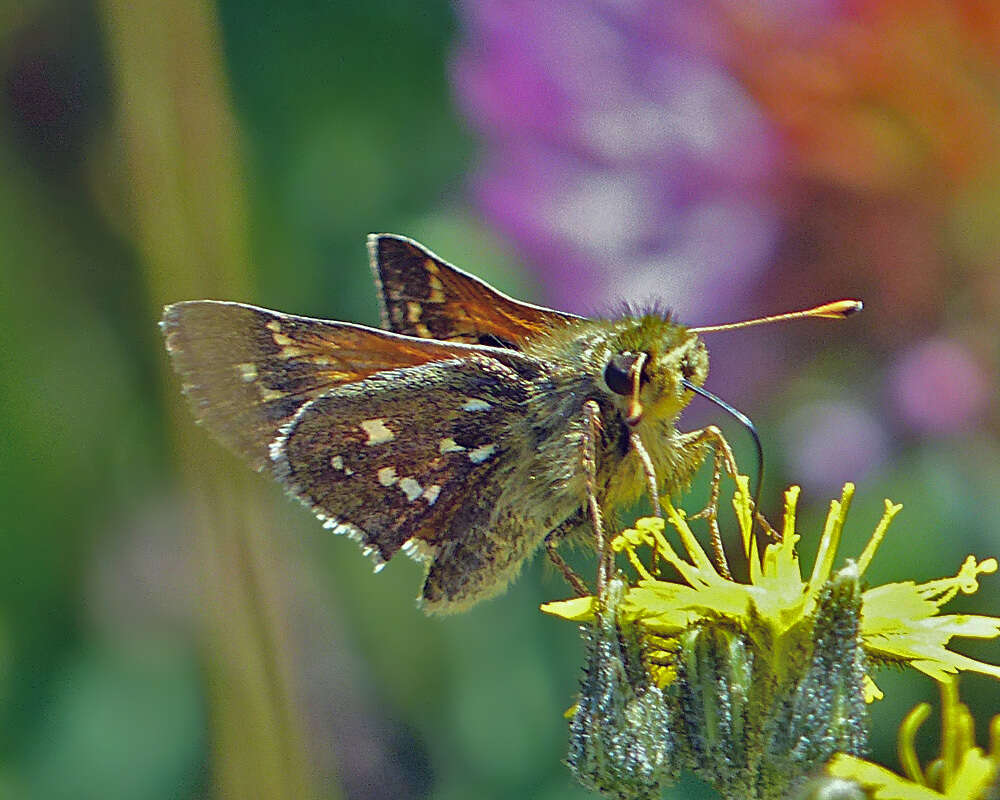 Image of Hesperia comma manitoba Scudder 1874