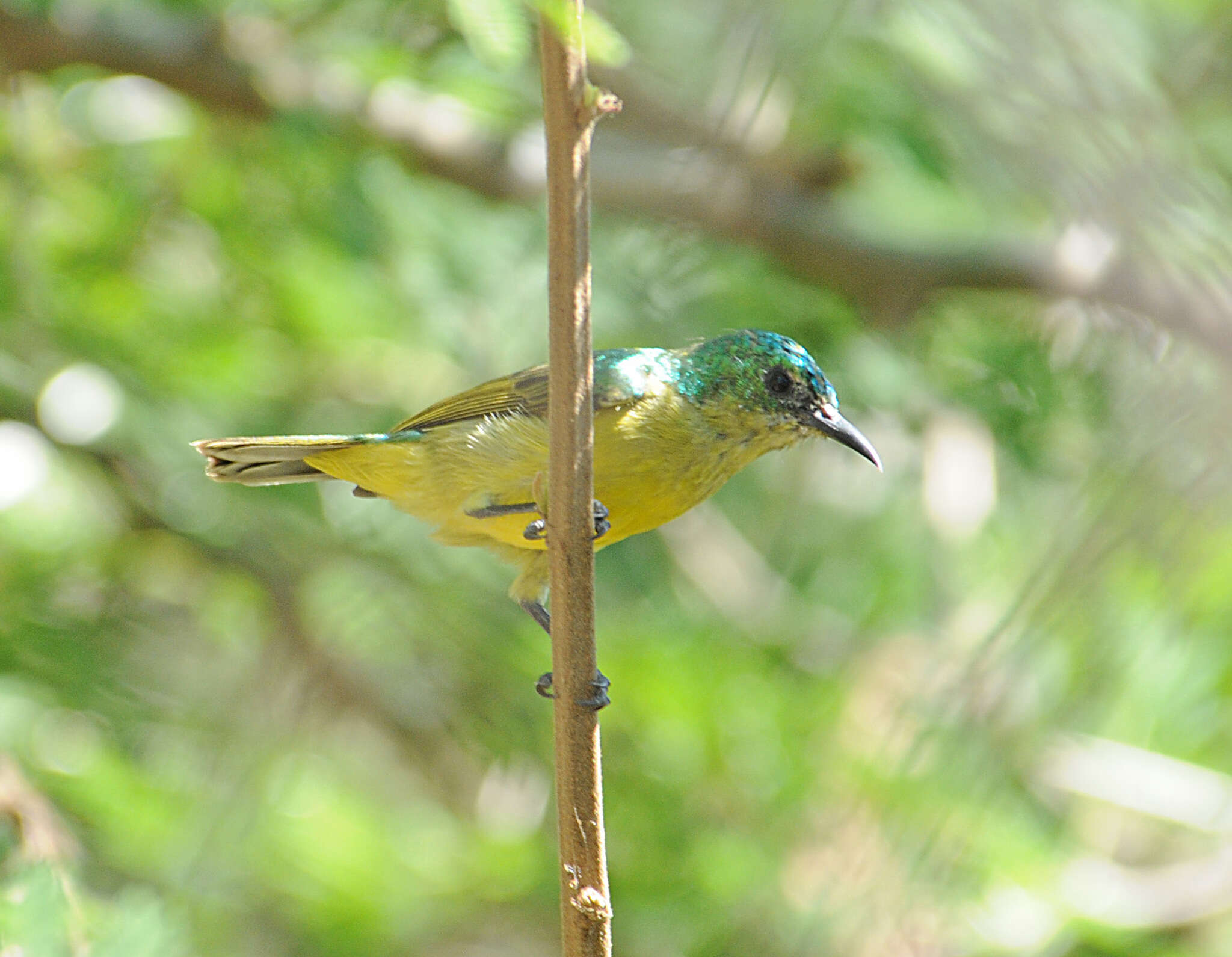 Слика од Hedydipna collaris zuluensis (Roberts 1931)