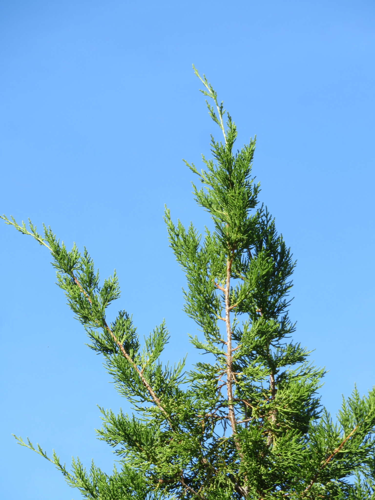 Juniperus bermudiana L. resmi