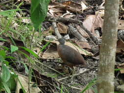 Image of Crypturellus soui caucae (Chapman 1912)