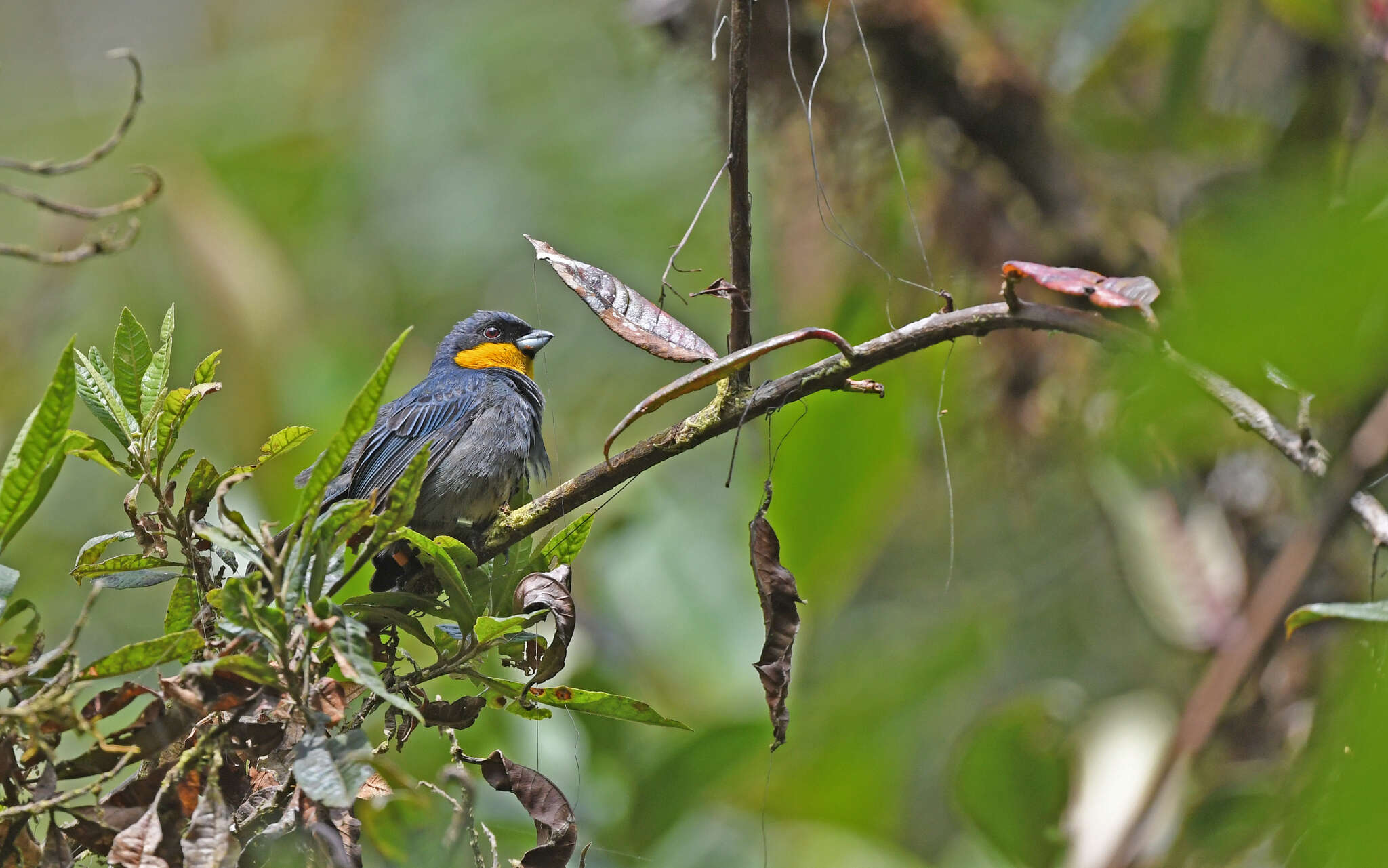 Imagem de Iridosornis porphyrocephalus Sclater & PL 1856