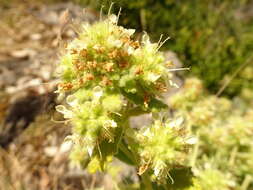 Sivun Teucrium polium L. kuva