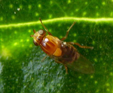 Image of Thaumatomyia rubida (Coquillett 1898)