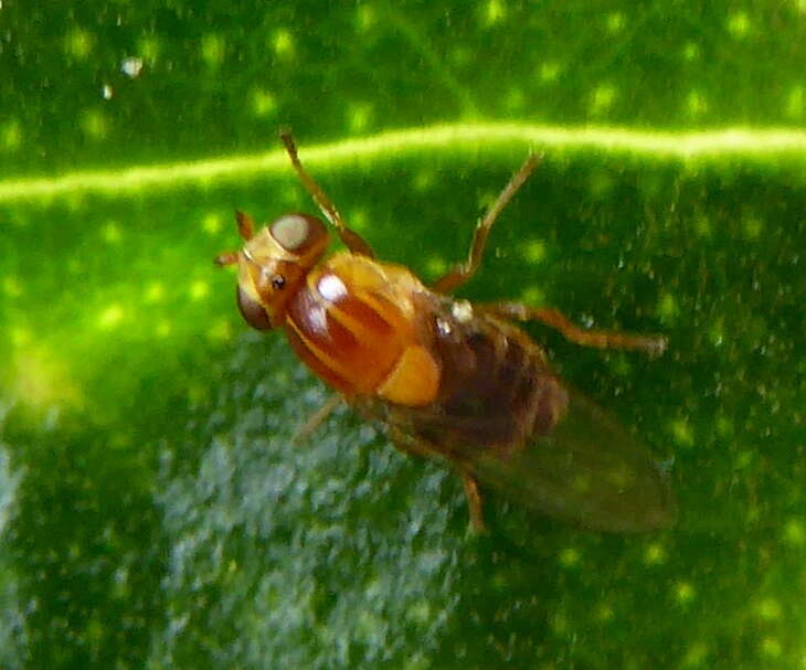 Image of Thaumatomyia rubida (Coquillett 1898)