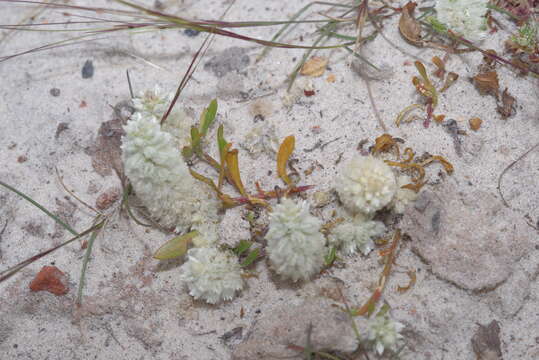 Image of Ptilotus humilis (Nees) F. Müll.