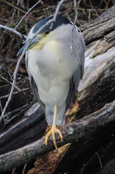 Image of Nycticorax nycticorax hoactli (Gmelin & JF 1789)