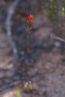 Image de Drosera echinoblastus N. Marchant & Lowrie