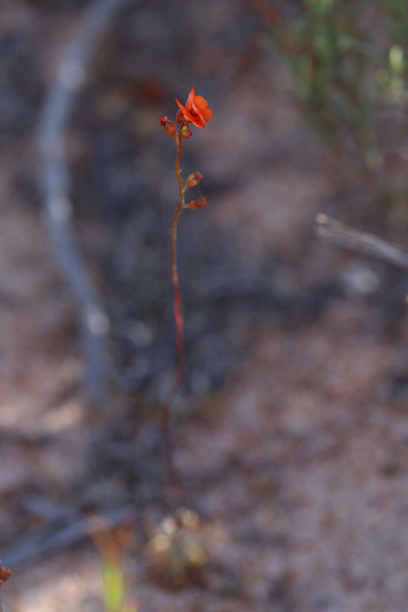 Image de Drosera echinoblastus N. Marchant & Lowrie