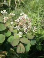 Слика од Thalictrum baicalense Turcz. ex Ledeb.