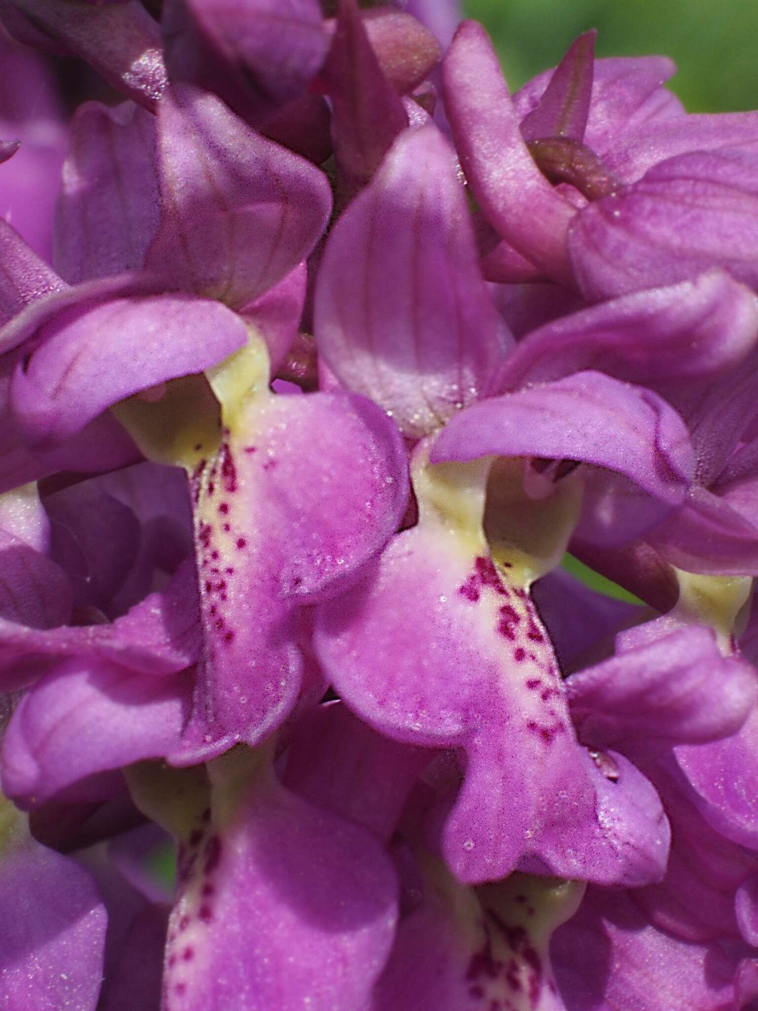 Image of Orchis × loreziana subsp. kisslingii