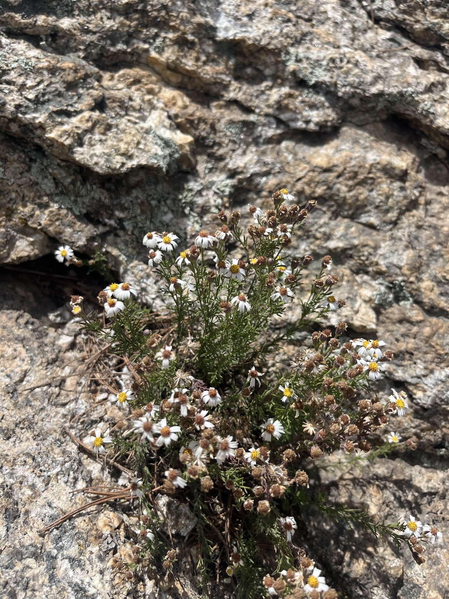 Imagem de Perityle coronopifolia A. Gray