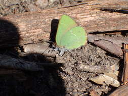 Plancia ëd Callophrys avis Chapman 1909