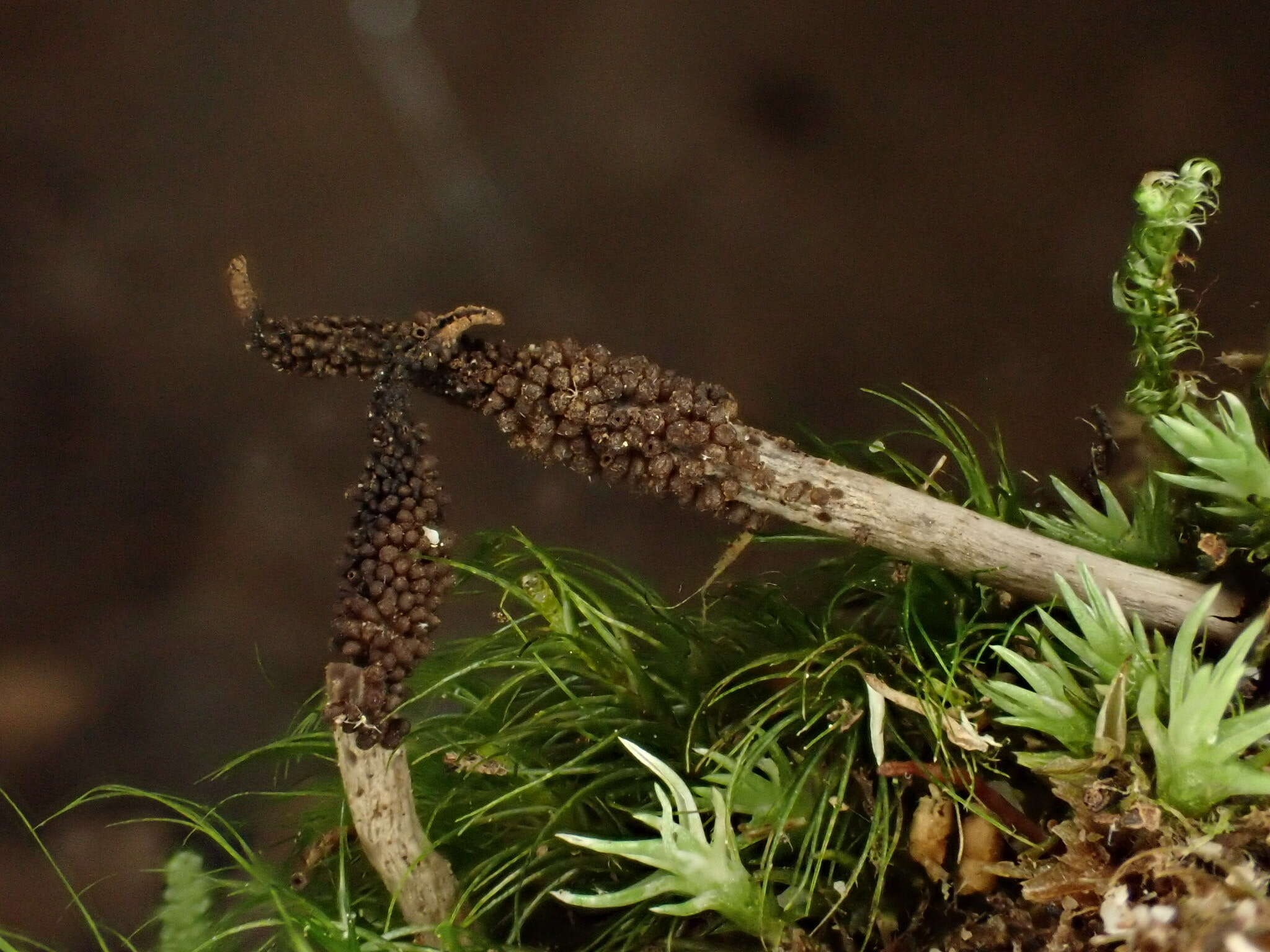 Image of Ophiocordyceps stylophora (Berk. & Broome) G. H. Sung, J. M. Sung, Hywel-Jones & Spatafora 2007