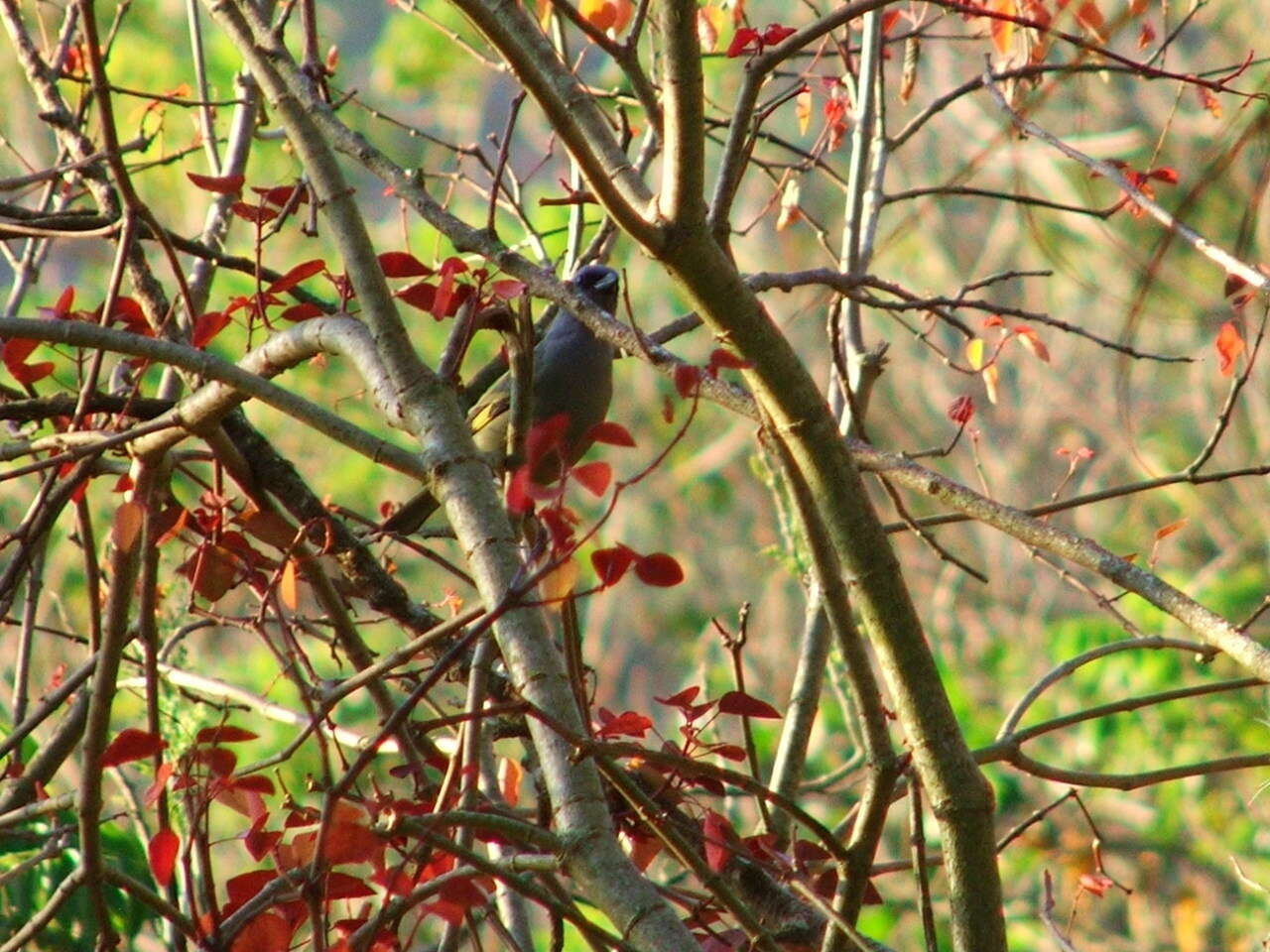 Image of Yellow-winged Tanager