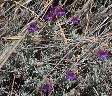 Image of California penstemon