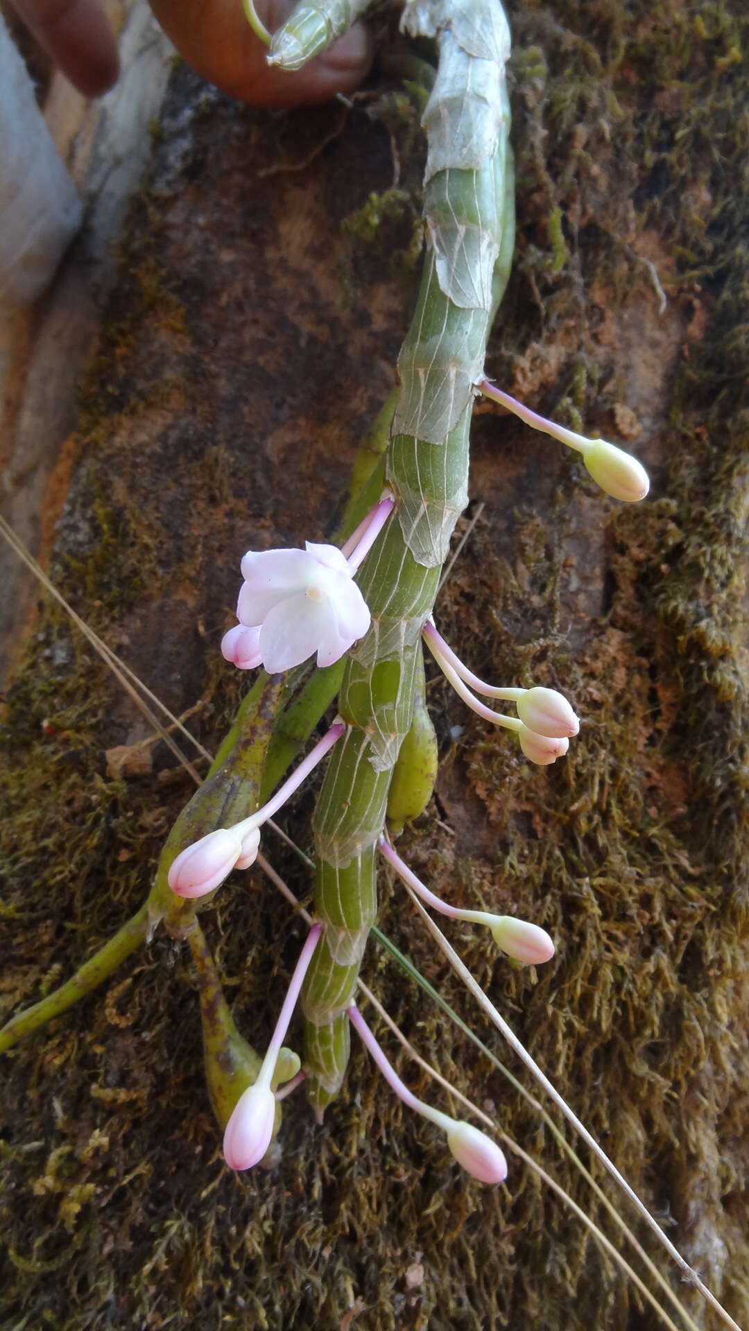 Image of Shoe-lipped Dendrobium