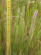 Image of Erica alopecurus var. alopecurus