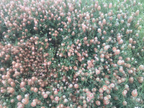 Image of arrowleaf clover