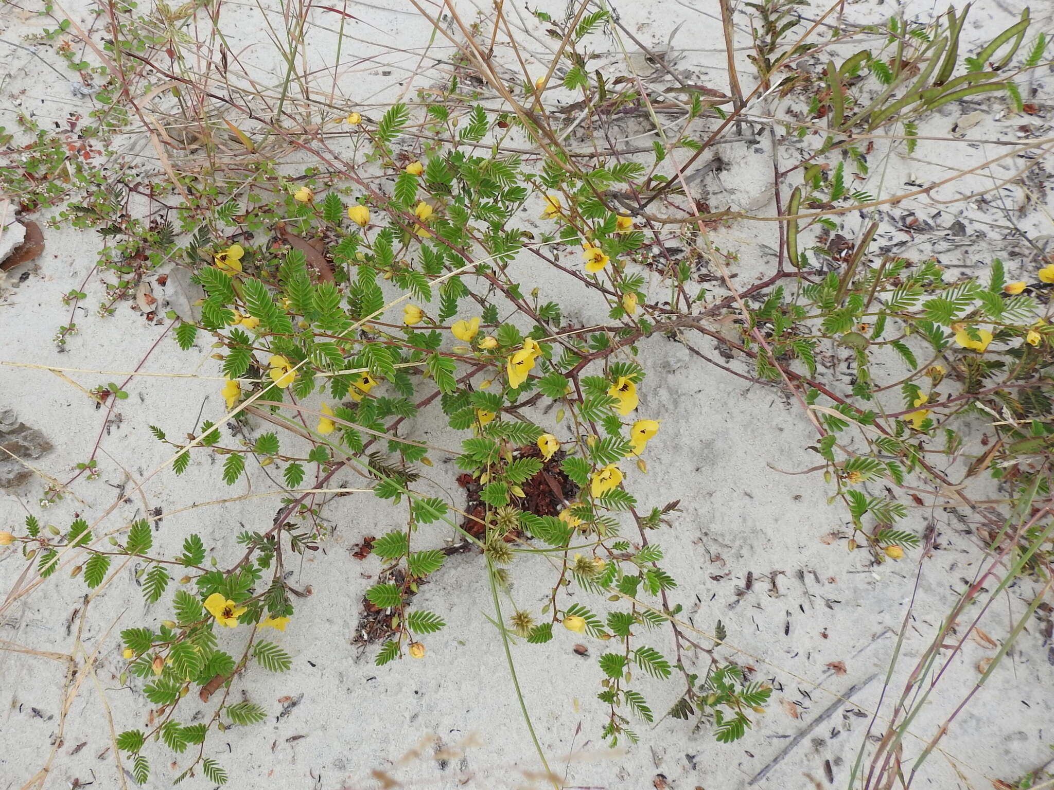 Chamaecrista calycioides (Collad.) Greene resmi