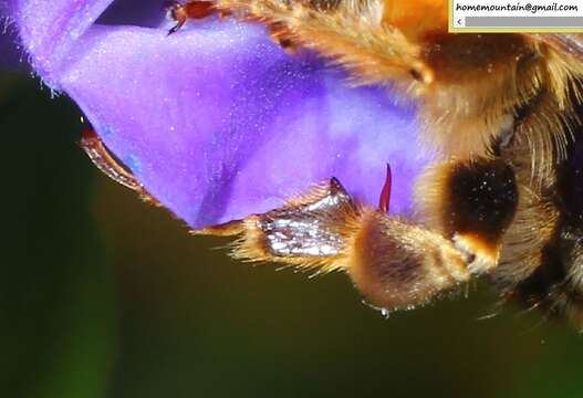 Image of Anthophora deserticola Morawitz 1873