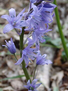 Image de Hyacinthoides paivae S. Ortiz & Rodr. Oubiña