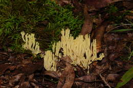 Image of Ramaria lorithamnus (Berk.) R. H. Petersen 1982