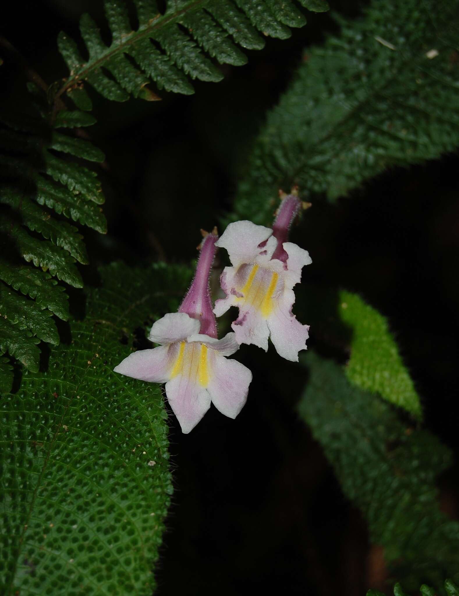 Codonoboea curtisii resmi