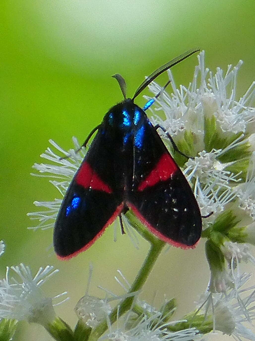 Image de Cyanopepla scintillans Butler 1872