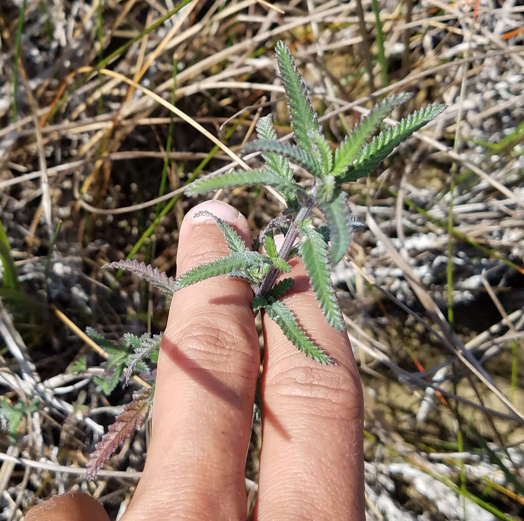 Imagem de Lippia stoechadifolia (L.) Kunth