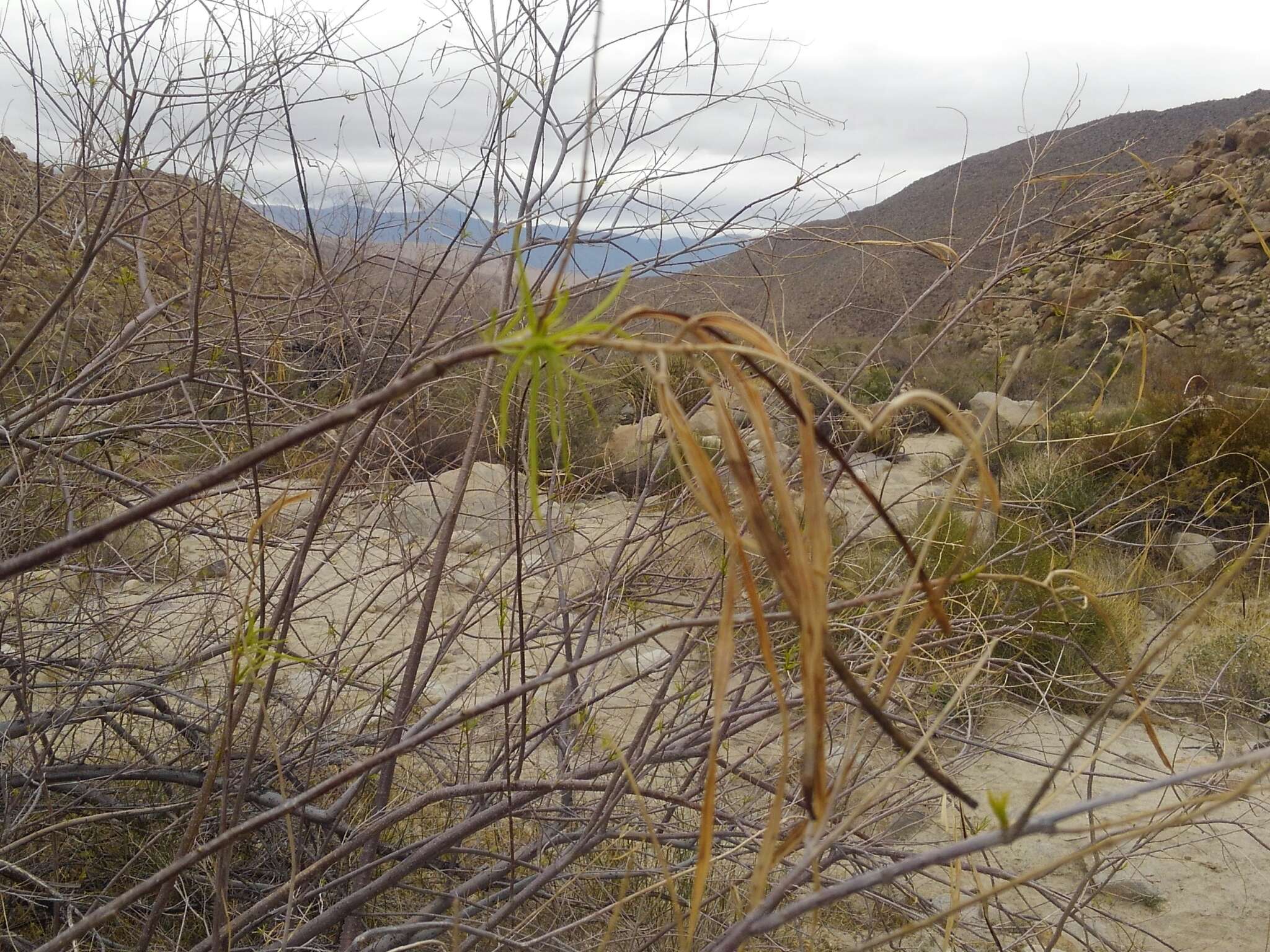 Plancia ëd Chilopsis linearis subsp. arcuata (Fosberg) J. Henrickson