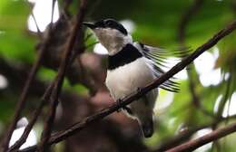 Image of West African Wattle-eye