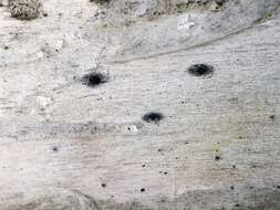 Image of birchbark dot lichen