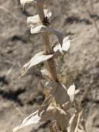 Image de Penstemon acuminatus Dougl.